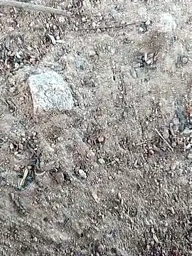 Suman ji1 online show from October 2025 08:24:02 AM