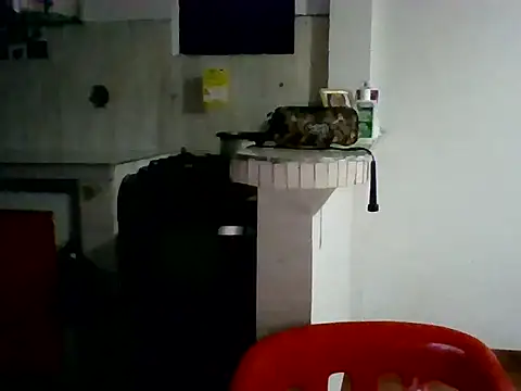 XavierFox1 online show from November 2025 03:45:01 AM