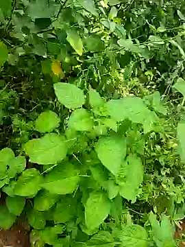 telugumodda4396 online show from October 2025 05:48:02 AM