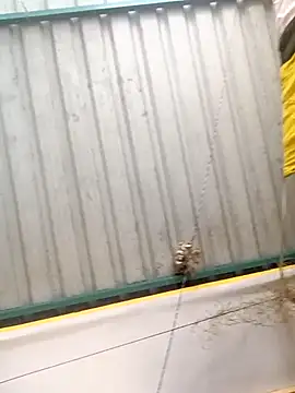 Snapshot of harinisree chatting on October 2025 05:30:01 AM harinisree online show from October 2025 05:30:01 AM