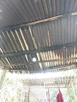 Snapshot of Squirrel-Pear chatting on November 2025 03:50:01 AM Squirrel-Pear online show from November 2025 03:50:01 AM