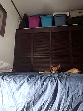 Snapshot of elargon_dawn chatting on November 2025 03:50:01 AM elargon dawn online show from November 2025 03:50:01 AM