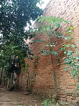 Snapshot of Jorgebenitez_1 chatting on October 2025 02:20:01 PM Jorgebenitez 1 online show from October 2025 02:20:01 PM