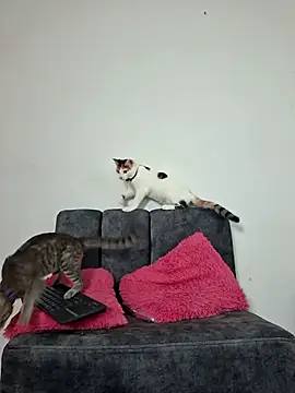 Snapshot of Mia_fox29 chatting on November 2025 11:20:02 AM Mia fox29 online show from November 2025 11:20:02 AM