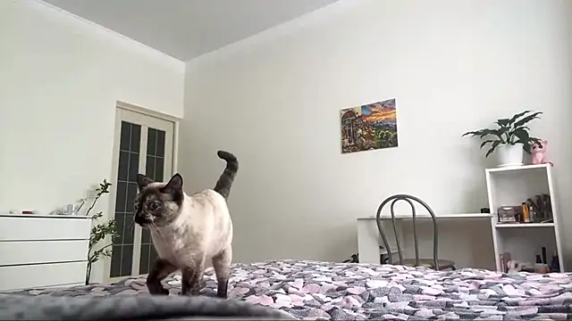 GingerMikos online show from November 2025 08:04:01 AM