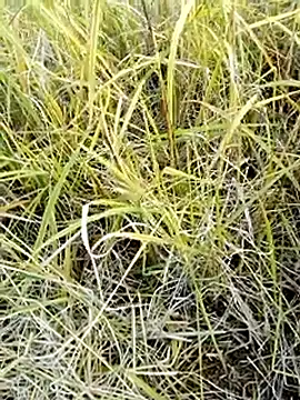 beba1100 online show from November 2025 08:36:02 AM