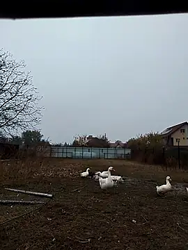 Snapshot of sarpe4 chatting on November 2025 06:38:02 AM sarpe4 online show from November 2025 06:38:02 AM