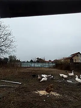 Snapshot of sarpe4 chatting on November 2025 06:13:01 AM sarpe4 online show from November 2025 06:13:01 AM