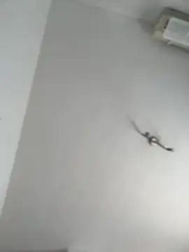 itsCassie online show from October 2025 01:00:02 PM