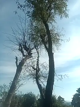 Snapshot of SunnyleoneBG chatting on December 2024 07:46:01 AM SunnyleoneBG online show from December 2024 07:46:01 AM