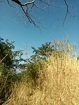 Snapshot of SunnyleoneBG chatting on February 2025 05:03:02 AM SunnyleoneBG online show from February 2025 05:03:02 AM