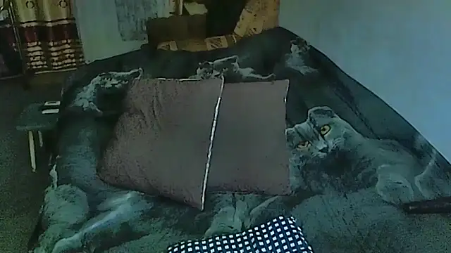 sex2 online show from October 2025 11:05:01 PM