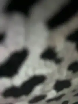 Snapshot of Sarita-candy chatting on January 2025 08:01:02 PM Sarita-candy online show from January 2025 08:01:02 PM