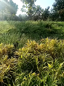 Desi Rider Aadi online show from December 2024 03:47:02 AM