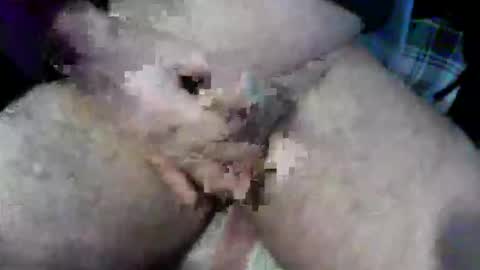 bossram160 online show from October 2025 09:18:02 AM