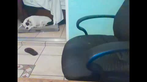 Snapshot of mobiledui chatting on February 2025 09:37:01 AM mobiledui online show from February 2025 09:37:01 AM