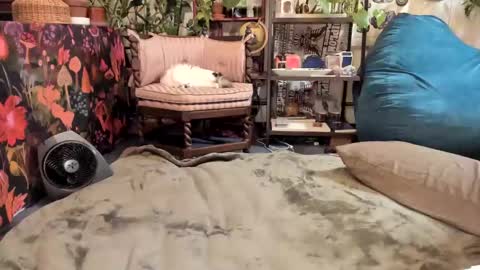 Goddess Pluto online show from January 2025 10:06:01 PM