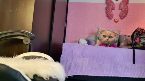 scarlett_099 online show from September 2025 11:55:02 AM