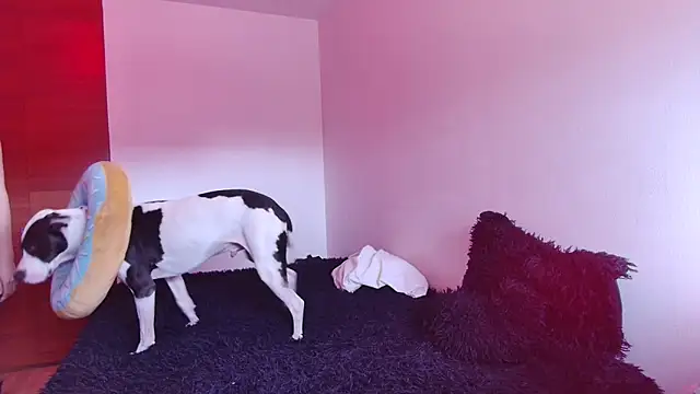 Snapshot of bellatrix25 chatting on January 2025 06:10:02 PM bellatrix25 online show from January 2025 06:10:02 PM