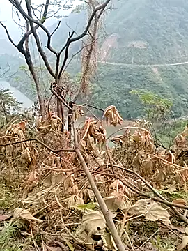 Snapshot of Mising5022 chatting on December 2025 06:55:02 AM Mising5022 online show from December 2025 06:55:02 AM