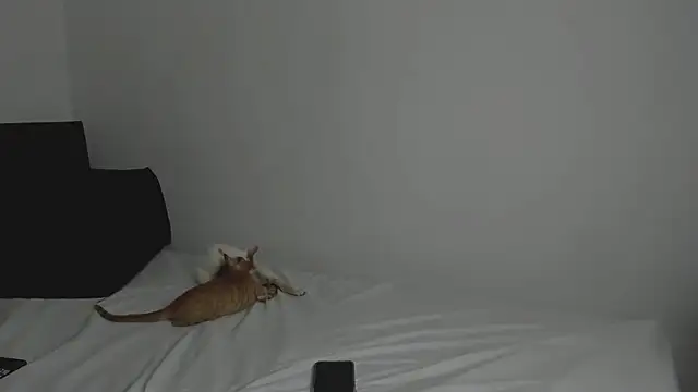 Snapshot of tifanymonroe chatting on October 2025 11:00:01 AM tifanymonroe online show from October 2025 11:00:01 AM