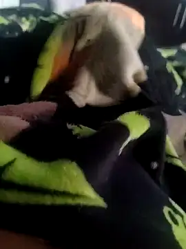 Snapshot of Pretinho_dotado chatting on December 2025 08:21:01 AM Pretinho dotado online show from December 2025 08:21:01 AM