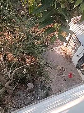 Prem Ran online show from December 2025 03:25:02 AM