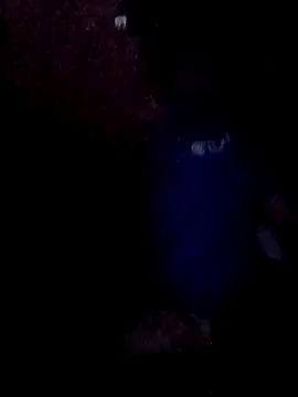 Snapshot of Wyley@xh chatting on November 2025 08:07:01 AM Wyleyxh online show from November 2025 08:07:01 AM