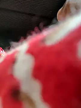 Kolkata   Boy online show from November 2025 05:46:01 AM